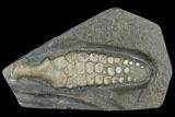 Fossil Ichthyosaur Paddle - Posidonia Shale, Germany #129944-1